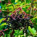 Planting and caring for elderberry, description of varieties, reproduction and cultivation