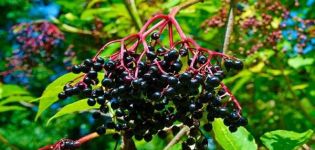 Planting and caring for elderberry, description of varieties, reproduction and cultivation