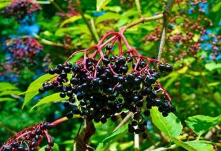 Plantación y cuidado de la baya del saúco, descripción de variedades, reproducción y cultivo.