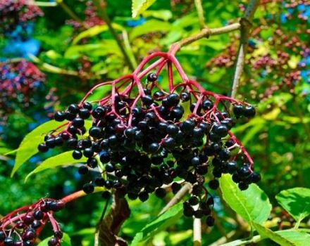 Plantación y cuidado de la baya del saúco, descripción de variedades, reproducción y cultivo.