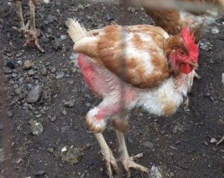 ¿Por qué las gallinas se picotean las plumas, qué hacer y qué carecen las aves?