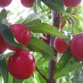 Paglalarawan at mga katangian ng TOP 20 pinakamahusay na nectarine varieties, kalamangan at kahinaan