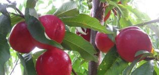 Description et caractéristiques du TOP 20 des meilleures variétés de nectarines, avantages et inconvénients