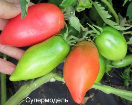 Caractéristiques et description de la variété de tomate Supermodel