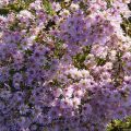 Beschrijving van variëteiten van heide-aster, reproductiemethoden en teelt