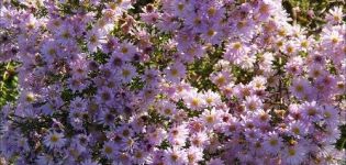 Description des variétés d'aster de bruyère, méthodes de reproduction et de culture