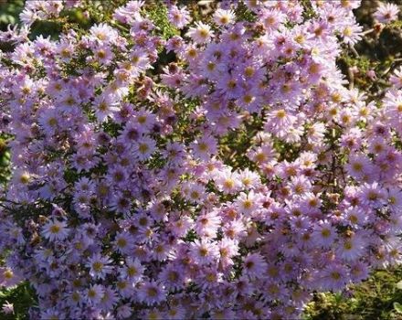 Description des variétés d'aster de bruyère, méthodes de reproduction et de culture