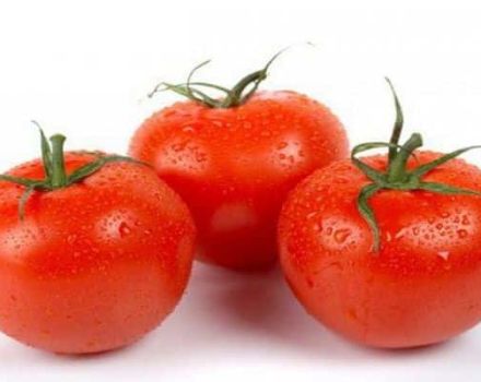 Characteristics and description of the tomato variety A gardener's dream, its yield