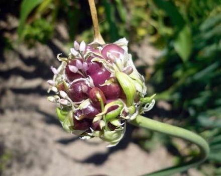 ¿Cuándo recolectar bulbos de ajo, cómo almacenarlos y prepararlos para plantar?