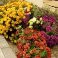 Description of the 22 best varieties of Indian chrysanthemum, outdoor cultivation