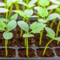 Hoe overwoekerde komkommerzaailingen op de juiste manier in de volle grond of in een kas te planten