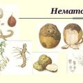 How to deal with a potato nematode, its signs, description and treatment