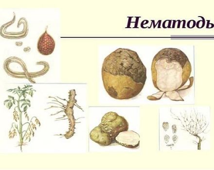 Cómo lidiar con un nematodo de la papa, sus signos, descripción y tratamiento.