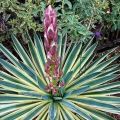 Jenis dan jenis yucca kebun, penanaman dan penjagaan di ladang terbuka, cara menutupi musim sejuk