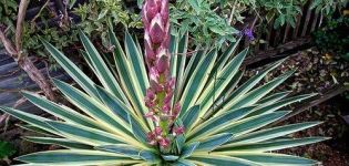 Types et variétés de yucca de jardin, plantation et entretien en plein champ, comment se couvrir pour l'hiver