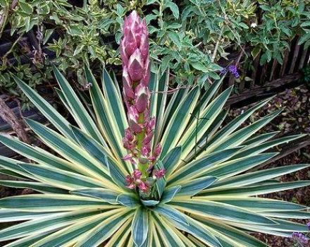 A kerti yucca típusai és fajtái, ültetés és gondozás a szabadban, hogyan kell fedezni a tél