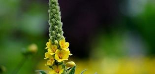 Description des 10 meilleures variétés de vivaces Verbascum, poussant à partir de graines