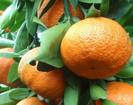 Description of tangerine varieties Unshiu and cultivation at home