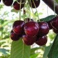 Description and characteristics of cherry varieties Pamyat Yenikeeva, yield and cultivation