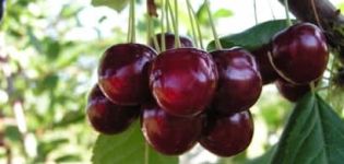 Description and characteristics of cherry varieties Pamyat Yenikeeva, yield and cultivation