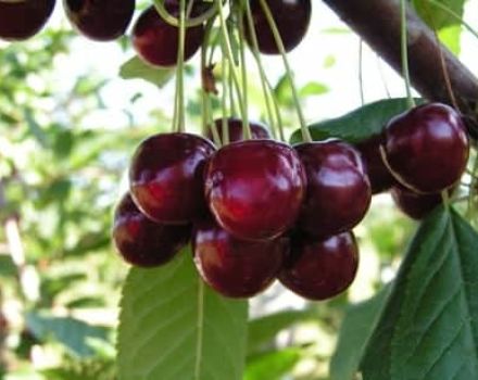 Description and characteristics of cherry varieties Pamyat Yenikeeva, yield and cultivation