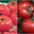 Caractéristiques et description de la variété de tomate Kukla f1, son rendement