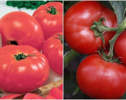 Caractéristiques et description de la variété de tomate Kukla f1, son rendement