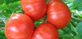 Descripción y características del tomate variedad Bourgeois