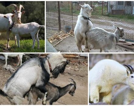 Reglas y 3 métodos principales para aparear cabras, a que edad es aceptable