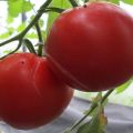 Description of the variety of tomato Siberian abundant, its characteristics and yield