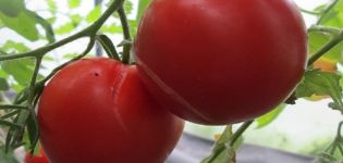 Description of the variety of tomato Siberian abundant, its characteristics and yield