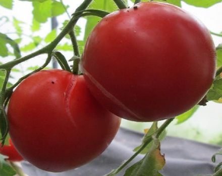 Description of the Siberian abundant tomato variety, its characteristics and yield