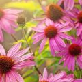 Léčivé vlastnosti a kontraindikace Echinacea, použití a vedlejší účinky