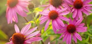 Léčivé vlastnosti a kontraindikace Echinacea, použití a vedlejší účinky