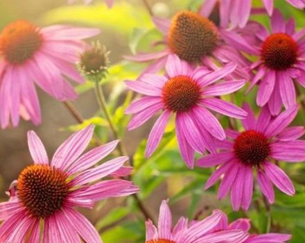 Az Echinacea gyógyászati ​​tulajdonságai és ellenjavallatai, használata és mellékhatásai