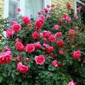 Rules for planting, growing and caring for climbing roses in the open field