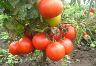 Caractéristiques et description de la variété de tomate Fighter (Buyan), son rendement