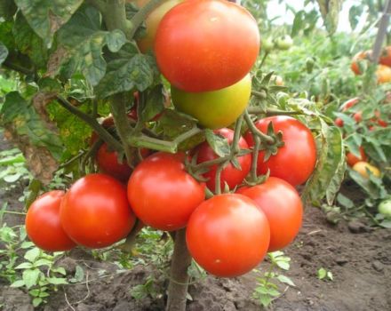 Characteristics and description of the tomato variety Fighter (Buyan), its yield