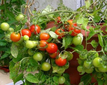 Culture de la tomate Grigorashik F1 et description de la variété