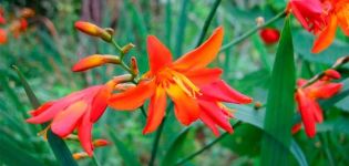 Descripción y variedades de crocosmia, plantación y cuidado en campo abierto.