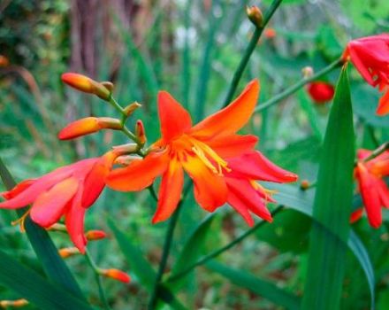 Description et variétés de crocosmia, plantation et entretien en plein champ