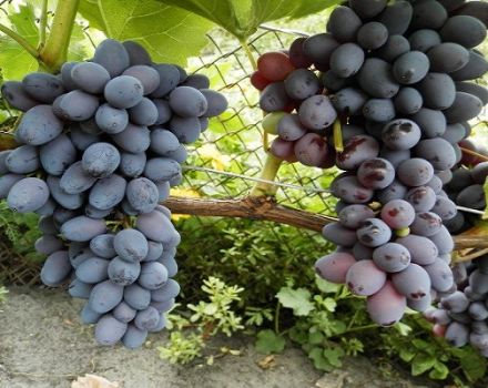 Description of the grape variety raisins Jupiter, characteristics and features of cultivation