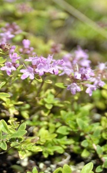 Description of the Marshall thyme variety, features of cultivation and care