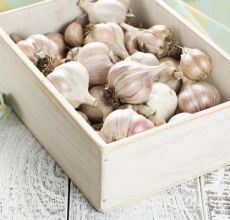 Bagaimana cara mengeringkan bawang putih musim sejuk dengan betul setelah menggali dan di mana menyimpannya?