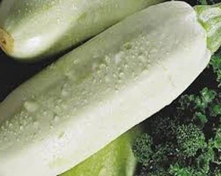 Description de la variété de courgettes Rolik, caractéristiques de culture et d'entretien