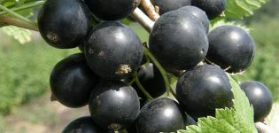 Description et caractéristiques des variétés de cassis Brume verte, plantation et entretien