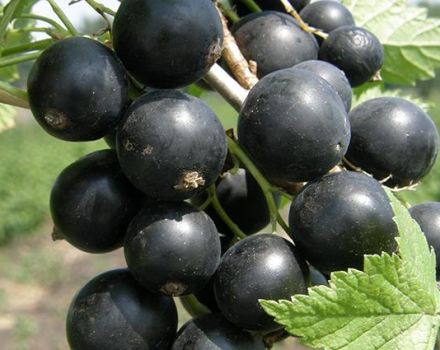 Description et caractéristiques des variétés de cassis Brume verte, plantation et entretien