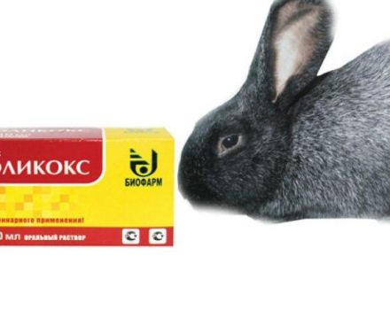 Instructions for the use of Solikox for rabbits, release form and analogues