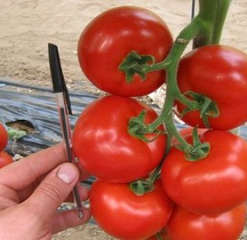 Caractéristiques et description de la variété de tomate Mahitos F1