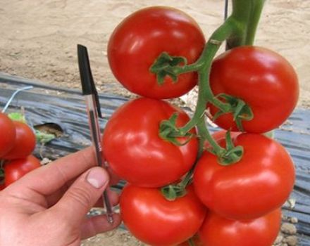 Characteristics and description of the tomato variety Mahitos F1